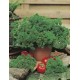 Seminte PETROSELINUM crispum-Herbs Parsley- Afrodite -Patrunjel cret