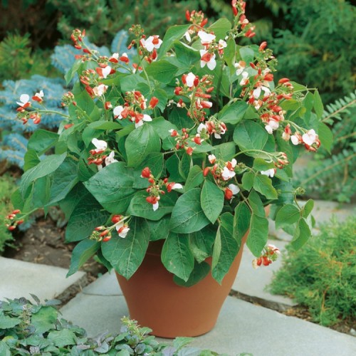 Seminte PHASEOLUS coccineus-Runner Bean-(Dwarf) Hestia -Fasole de teci, cu flori comestibile