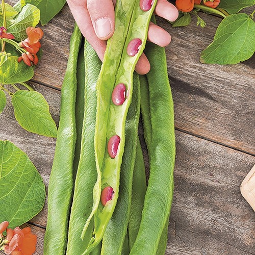 Seminte PHASEOLUS coccineus-Runner Bean- Guinness Record - Fasole urcatoare cu teci foarte lungi