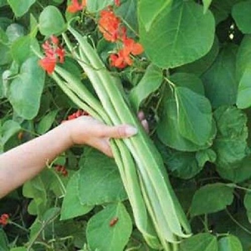 Seminte PHASEOLUS coccineus-Runner Bean-Lady Di (Stringless)-Fasole de teci lungi, cu flori comestibile