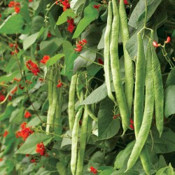 Seminte PHASEOLUS coccineus-Runner Bean-Scarlet Empire (Stringless)-Fasole de teci rezistenta, cu flori comestibile