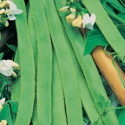 Seminte PHASEOLUS coccineus-Runner Bean- White Lady -Fasole de teci, cu flori comestibile