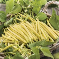 Seminte PHASEOLUS vulgaris-Dwarf Bean- Cala D'Ór -Fasole pitica cu teci galbene