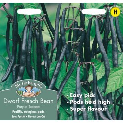 Seminte PHASEOLUS vulgaris-Dwarf Bean- Purple Teepee -Fasole pitica, fideluta, cu pastai negre