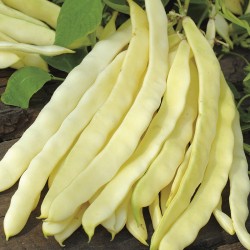 Seminte PHASEOLUS vulgaris-Clg Bean- Golden Gate -Fasole urcatoare cu teci late