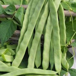 Seminte PHASEOLUS vulgaris-Clg Bean-Pantheon-Fasole urcatoare rezistenta la boli