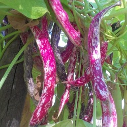 Seminte PHASEOLUS vulgaris-Clg Bean- Spreckled Cranberry -Fasole urcatoare cu teci colorate