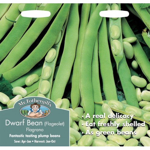 Seminte PHASEOLUS vulgaris-Dwarf Bean- Flagrano (Flageolet) -Fasole pitica cu teci verzi 