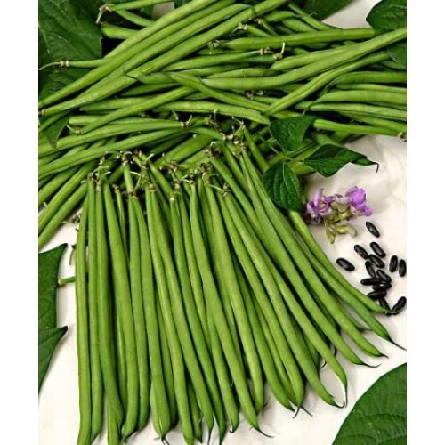 Seminte PHASEOLUS vulgaris-Dwarf Bean- Nautica-Fasole pitica cu teci verzi subtiri