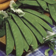 Seminte PISUM sativum-Pea- Sweet Sahara (Mangetout) -Mazare dulce cu teci comestibile