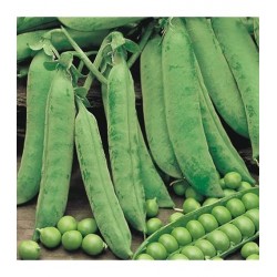 Seminte PISUM sativum-Pea- Calibra (Petit Pois) -Mazare dulce (john)