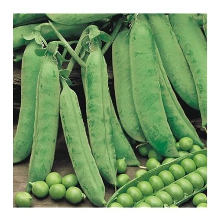 Seminte PISUM sativum-Pea- Calibra (Petit Pois) -Mazare dulce (john)