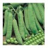 Seminte PISUM sativum-Pea- Calibra (Petit Pois) -Mazare dulce (john)