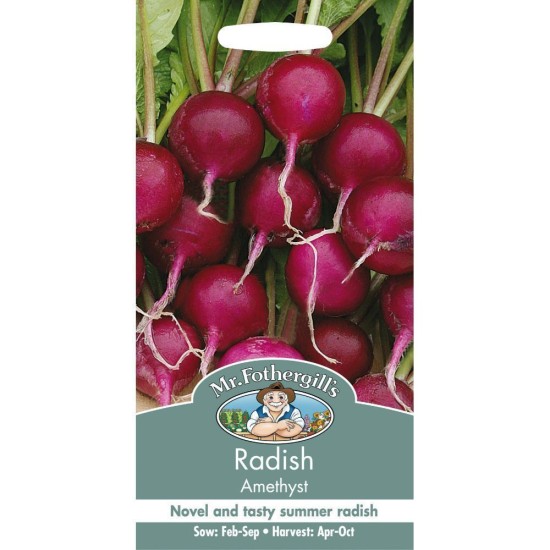 Seminte RAPHANUS sativus-Radish- Amethyst -Ridichi mov Seminte RAPHANUS sativus-Radish- Amethyst -Ridichi mov