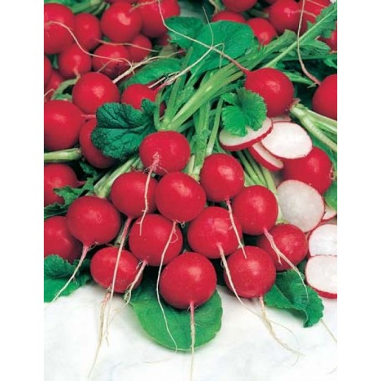 Seminte RAPHANUS sativus-Radish- Saxa 2 ORG -Ridichi de luna timpurii