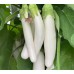 Seminte SOLANUM melongena-Aubergine- White Knight F1 -Vinete albe lungi