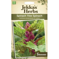 Seminte SPINACIA (Chenopodium giganteum)-Herbs Spinach- Tree Spinach - Spanac arbust