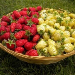 Seminte STRAWBERRY-Fragaria vesca- Alpine Red&Cream -Fragute amestec