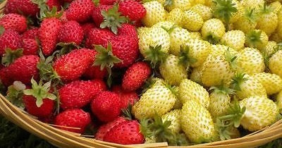 Seminte STRAWBERRY-Fragaria vesca- Alpine Red&Cream -Fragute