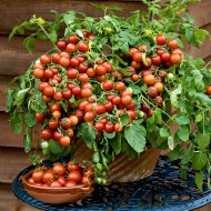 Seminte TOMATO-Solanum lycopersicum- Cherry Falls -Tomate cherry timpurii