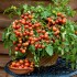 Seminte TOMATO-Solanum lycopersicum- Cherry Falls -Tomate cherry timpurii