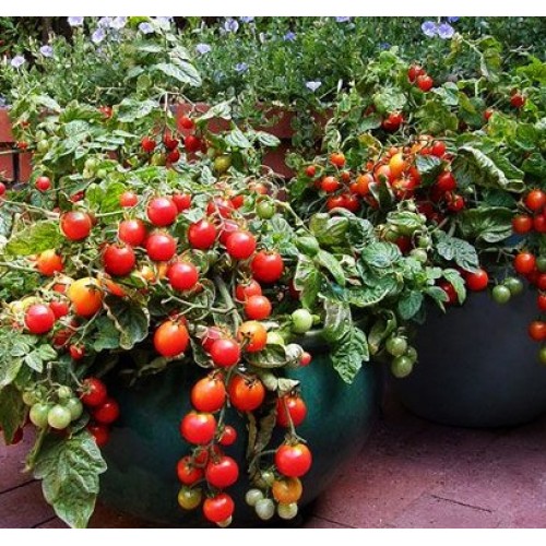 Seminte TOMATO-Solanum lycopersicum- Garden Pearl -Tomate cherry pitice