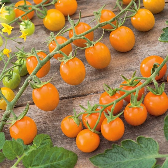 Seminte TOMATO-Solanum lycopersicum- Orangeto F1 -Tomate portocalii cherry