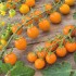 Seminte TOMATO-Solanum lycopersicum- Orangeto F1 -Tomate portocalii cherry