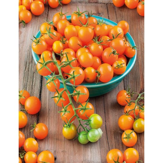 Seminte TOMATO-Solanum lycopersicum- Sungold F1 (foth) -Tomate cherry galbene Seminte TOMATO-Solanum lycopersicum- Sungold F1 (foth) -Tomate cherry galbene