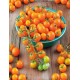Seminte TOMATO-Solanum lycopersicum- Sungold F1 (foth) -Tomate cherry galbene Seminte TOMATO-Solanum lycopersicum- Sungold F1 (foth) -Tomate cherry galbene