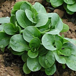 Seminte VALERIANELLA locusta-Labs Lettuce- Favor -Fetica