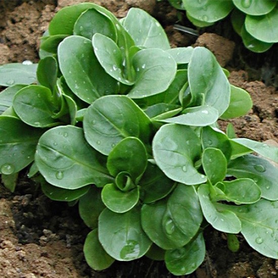 Seminte VALERIANELLA locusta-Labs Lettuce- Favor -Fetica Seminte VALERIANELLA locusta-Labs Lettuce- Favor -Fetica