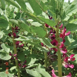 Seminte VICIA faba-Broad bean- Crimson Flowered -Bob