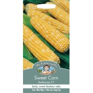 Seminte ZEA mays-Sweet Corn- Ambrosia F1 -Porumb dulce timpuriu