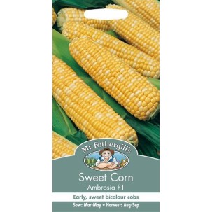 Seminte ZEA mays-Sweet Corn- Ambrosia F1 -Porumb dulce timpuriu