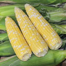 Seminte ZEA mays-Sweet Corn- Ambrosia F1 -Porumb dulce timpuriu