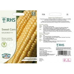 Seminte ZEA mays-Sweet Corn- Goldcrest F1-Porumb dulce rezistent